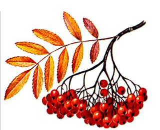 Рябина Осенью Фото Дерева И Листьев
